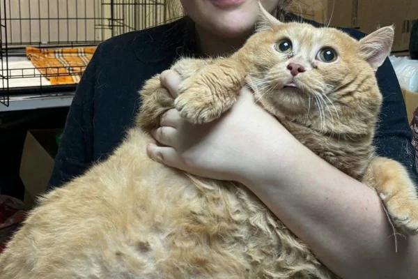 Na imagem colorida, o gato mais obeso do mundo no colo de uma mulher branca - Metrópoles