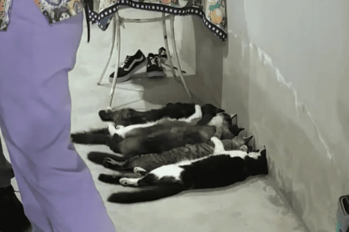 Seis gatos foram encontrados no local desacordados Seis gatos foram encontrados no local desacordados