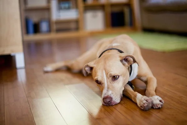 Pesquisa afirma que cães também ficam reflexivos antes de dormir