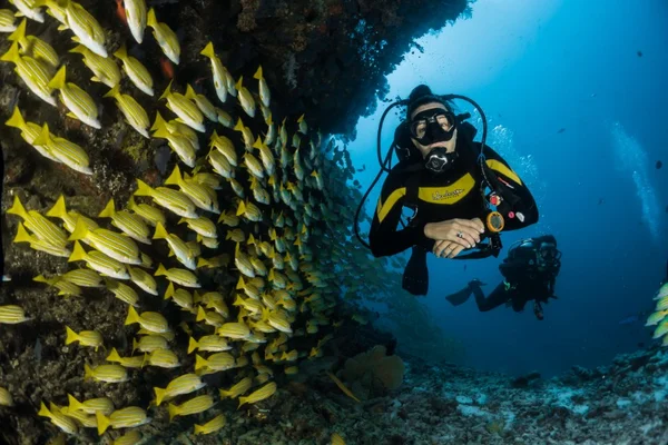 Mulher mergulha entre cardume de peixes amarelos