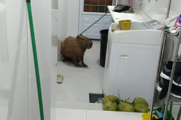 Capivara invade casa no Guará