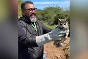 Coruja-orelhuda é resgatada após ficar presa em linha de pipa Coruja-orelhuda é resgatada após ficar presa em linha de pipa