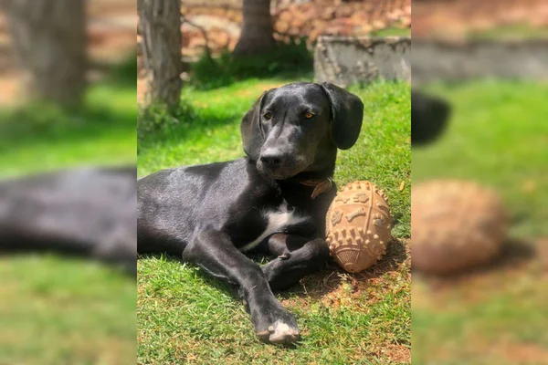 Cachorra