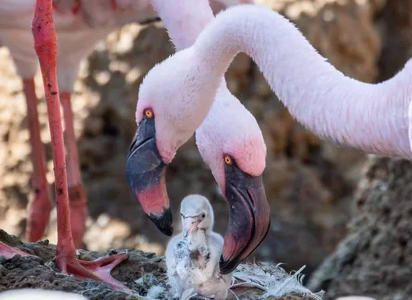 imagem colorida casal gay flamingo adota filhote