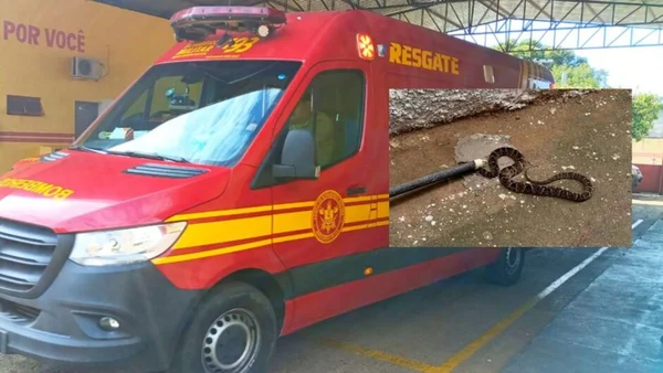 Montagem com fotos coloridas de ambulancia e de coba jararaca - Metrópoles