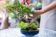 O bonsai é uma alternativa para quem busca mais verde em espaços menores O bonsai é uma alternativa para quem busca mais verde em espaços menores