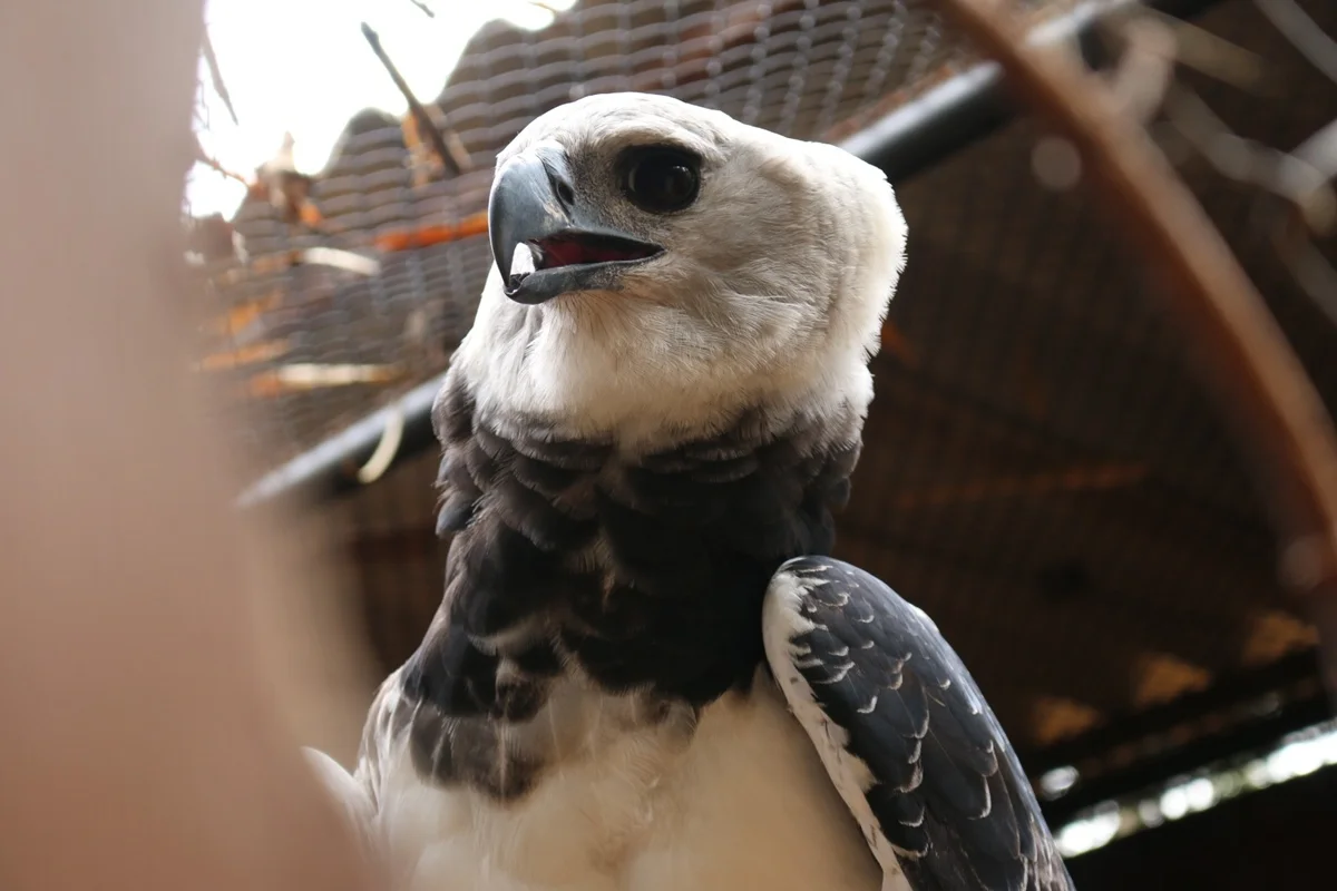 Harpia Katrina chega ao Zoológico para formar casal reprodutor