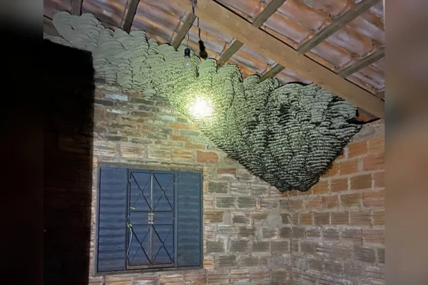 caixa de marimbondo gigante é encontrada dentro de casa em goiás