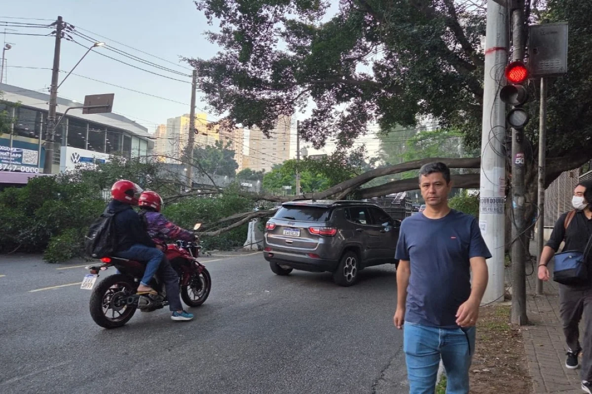 Galho caiu sobre avenida importante em SP Galho caiu sobre avenida importante em SP
