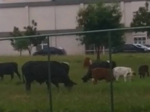Caso de raiva bovina não deve causar pânico, mas serve como alerta