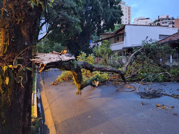 Imagem colorida mostra árvore caída na zona sul de São Paulo após forte chuva - Metrópóles