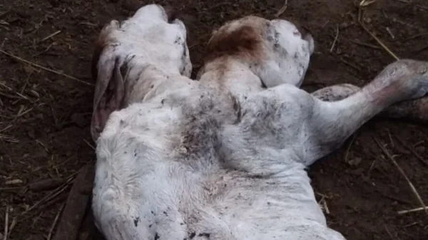 Bezerra “mutante” de duas cabeças nasce em fazenda no Pará