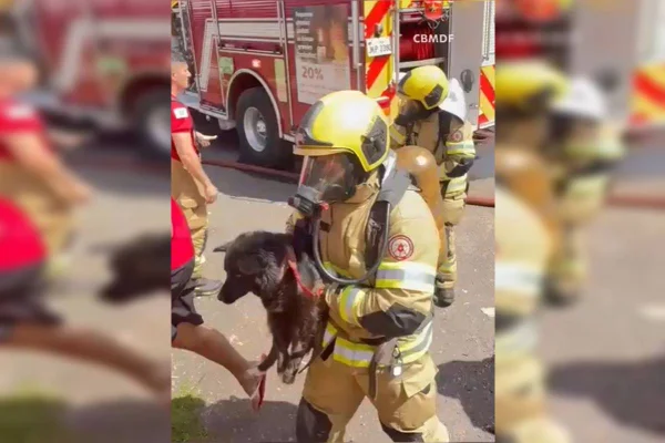 Incêndio em casa no DF mata cachorro; bombeiros salvam outros dois