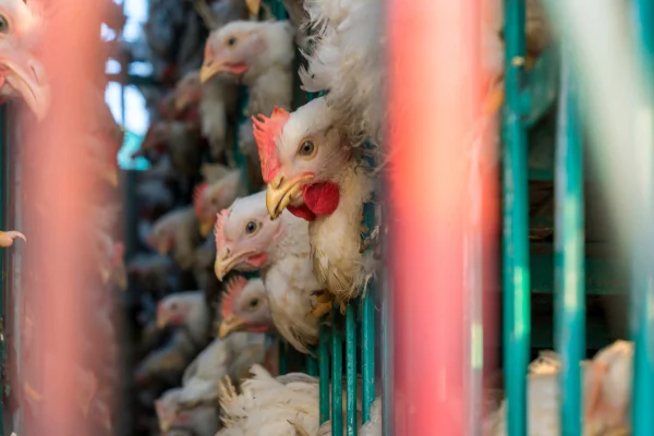 Frango de granjas comerciais - Metrópoles