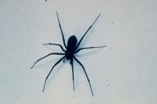 Aranha-marrom