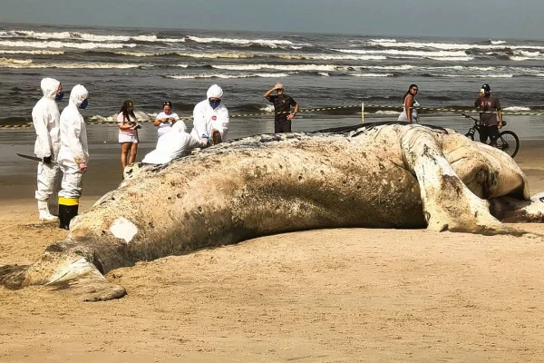 Baleia-jubarte encalhada em praia de Itanhaém