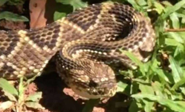 cobra veneno serpente