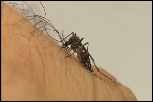 Mosquito Aedes aegypti