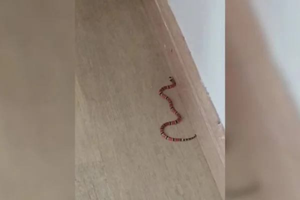 Imagem colorida, serpente - Metrópoles