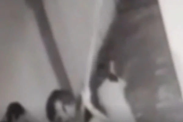 Foto em preto e branco, retirada de câmeras de segurança, que mostra o momento em que a mulher de 77 anos é agredida com o cabo de vassoura - Metrópoles
