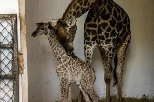 Nascimento de girafa no Zoológico de São Paulo - Metrópoles