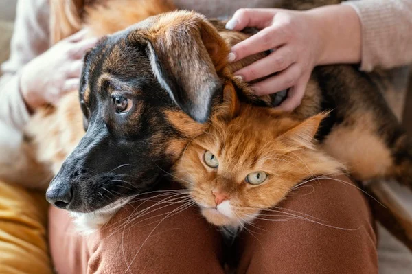 Cachorro e gato juntos