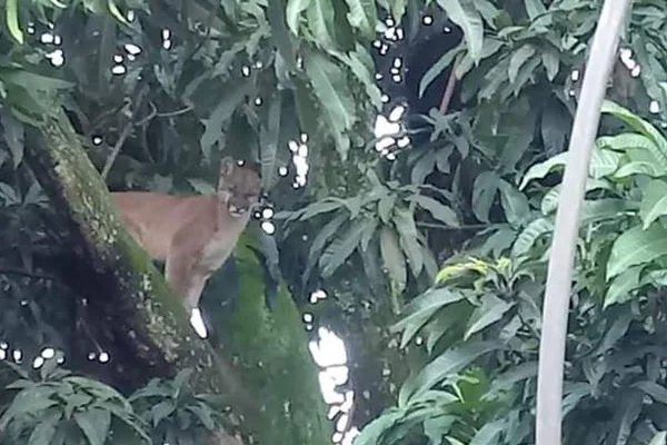 onça parda invade quintal em goiás