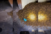 Droga misturada com ração