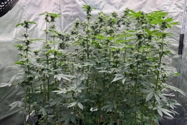 Casos de tráfico levam polícia a apurar licenças para cultivar maconha - Metrópoles