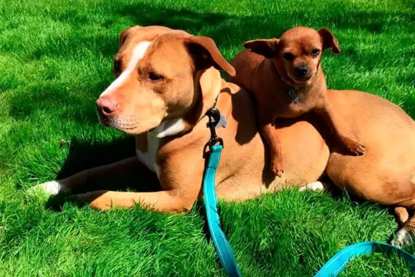 cachorro com su amiga cadela caramelo - Metrópoles