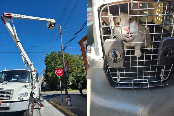 Foto colorida de um gato em cima do poste - Metrópoles