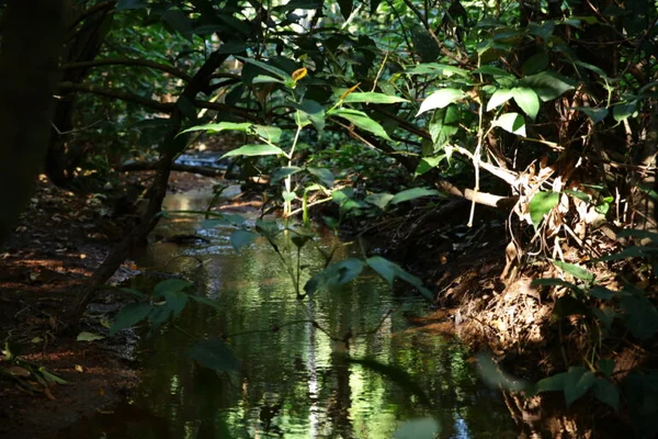 GO: Aparecida organiza atividades para a Semana do Meio Ambiente