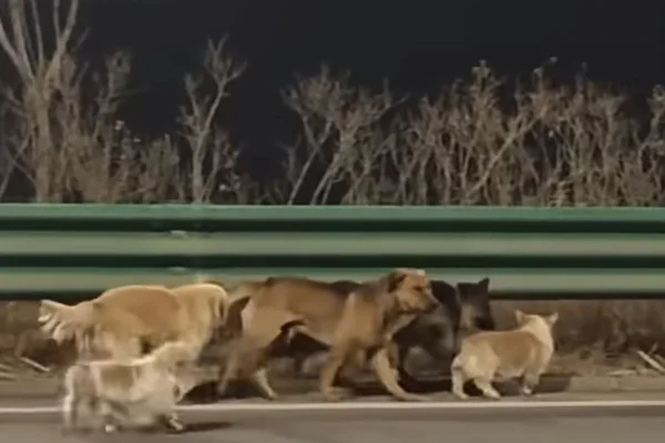 cães fugindo na china