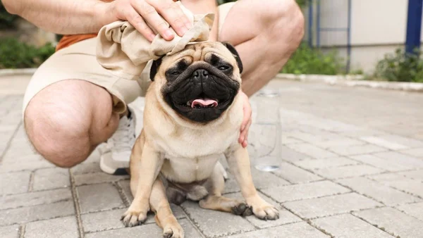 Cachorro, pet, calor