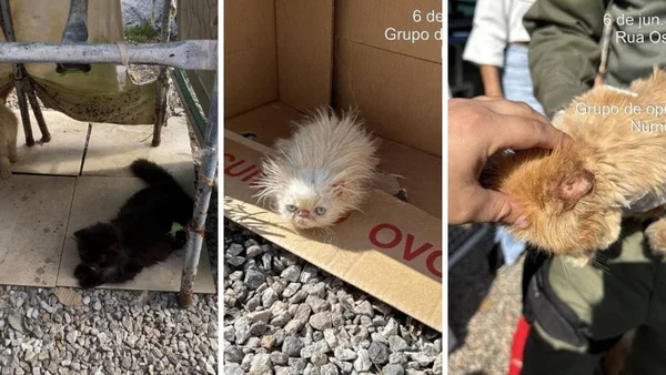Gatos vítimas de maus-tratos resgatados em SC