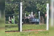 De acordo com relatos, o ex-administrador, Ítalo Silva Araújo, e a atual, Sarah Fayade, exigem pagamentos mensais de empresários, os chamados "patrocinadores", para permitirem que eles exibam mercadorias direcionadas a animais no local e em grupos de WhatsApp de frequentadores De acordo com relatos, o ex-administrador, Ítalo Silva Araújo, e a atual, Sarah Fayade, exigem pagamentos mensais de empresários, os chamados "patrocinadores", para permitirem que eles exibam mercadorias direcionadas a animais no local e em grupos de WhatsApp de frequentadores
