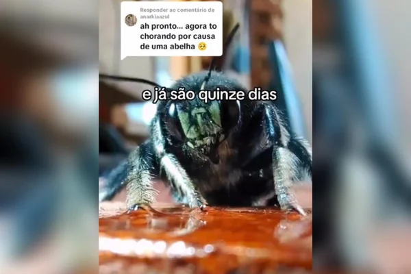 Abelha bebendo néctar