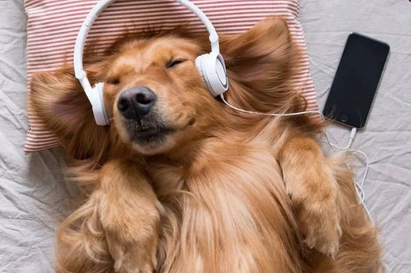 Spotify lança playlist exclusiva para acalmar cães e gatos