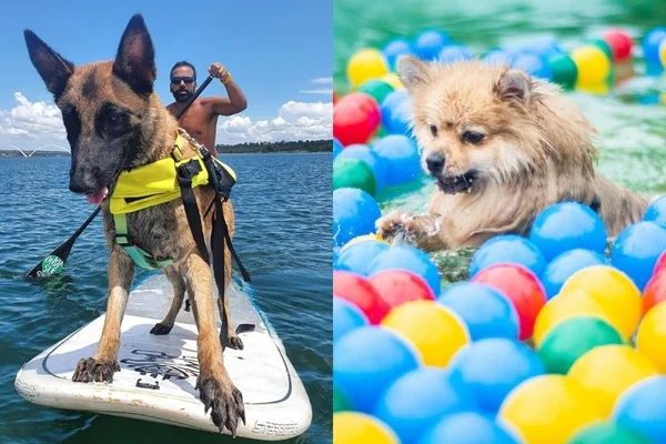 5 atividades divertidas e ao ar livre para fazer com cães em Brasília
