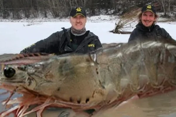 Camarão gigante de 145kg foi pescado no Canadá?