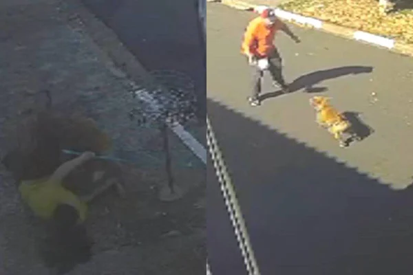 Três pessoas são atacadas por pitbulls em Sumaré - Metrópoles