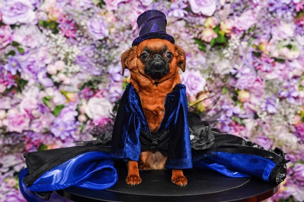 foto com cor. cachorrinho com look inspirado em stevie nicks para o pet gala - metrópoles