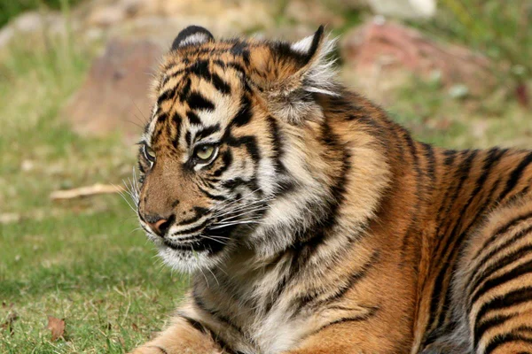 Tigre de Sumatra