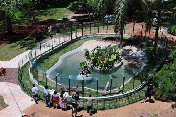 Jessé, jacaré do Zoo, ganha novo lar em reforma inspirada no Pantanal