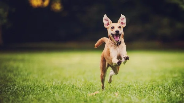 Cachorro correndo