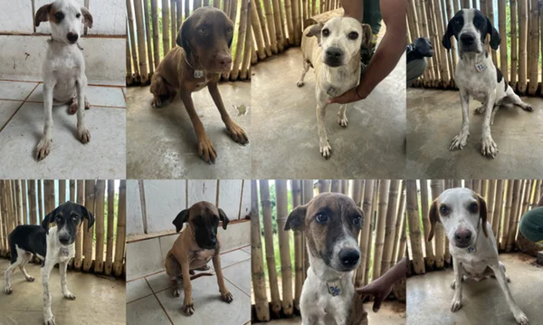 Animais para adoção em terra indígena - Metrópoles