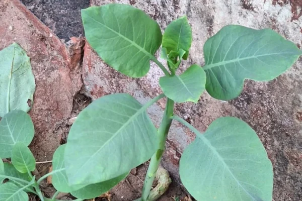 Foto da planta Nicotiana glauca, conhecida como "falsa couve"