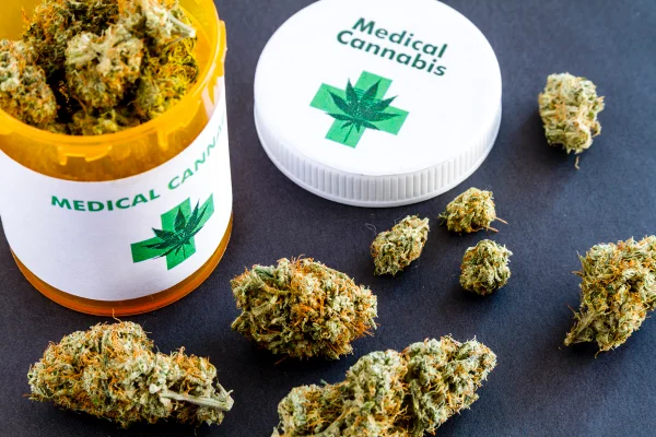 Foto colorida de cannabis medicinal - Tratamento com cannabis reduz dor crônica, segundo estudo - Metrópoles