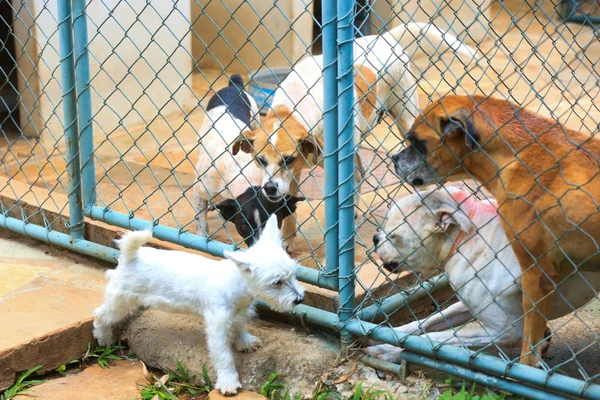 Procura-se: pelos menos 31 cães desapareceram de canil irregular denunciado pelo Metrópoles