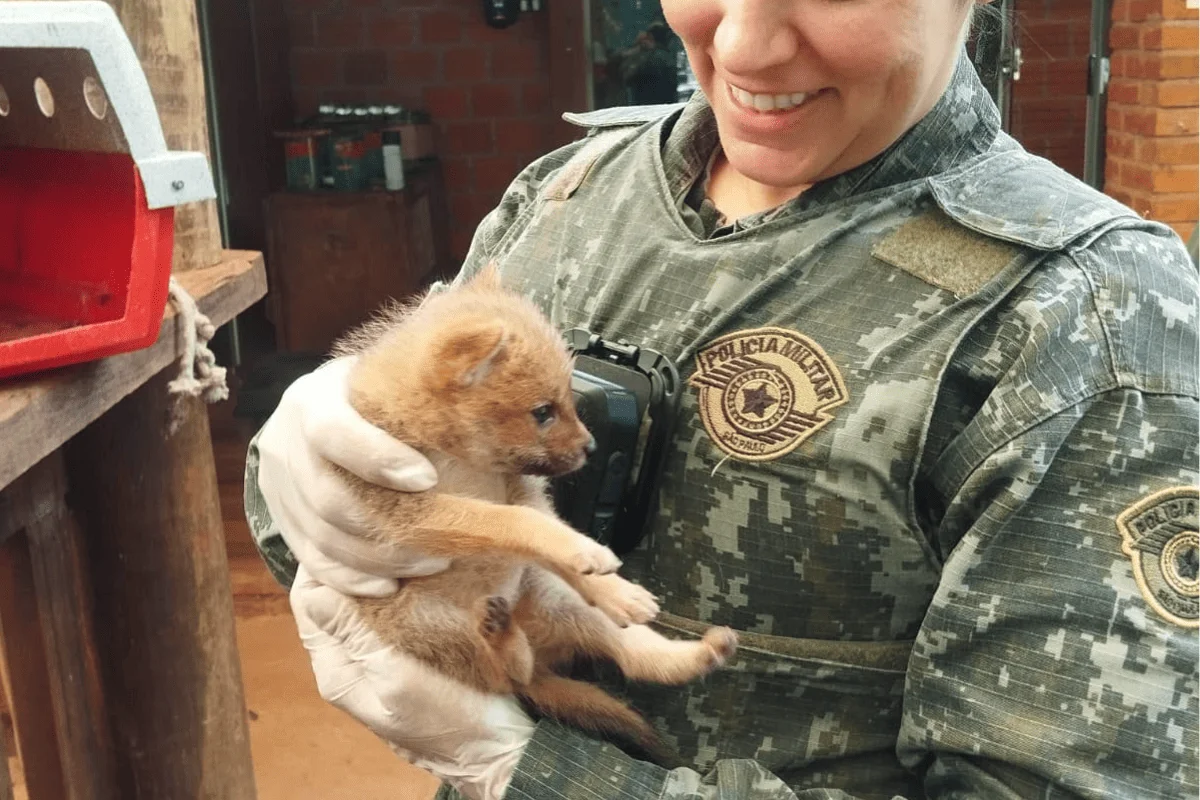Filhote de raposa de 40 dias é resgatado após ser pego por gavião Filhote de raposa de 40 dias é resgatado após ser pego por gavião